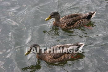 duck, wildfowl, animal, creation, nature, water, lake, swimming, ducks, animals, creations, natures, waters, lakes