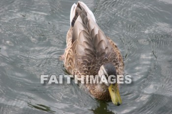 duck, wildfowl, animal, creation, nature, water, lake, swimming, ducks, animals, creations, natures, waters, lakes