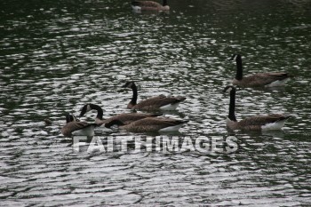 goose, wildfowl, animal, creation, nature, water, lake, swimming, geese, animals, creations, natures, waters, lakes