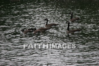 goose, wildfowl, animal, creation, nature, water, lake, swimming, geese, animals, creations, natures, waters, lakes