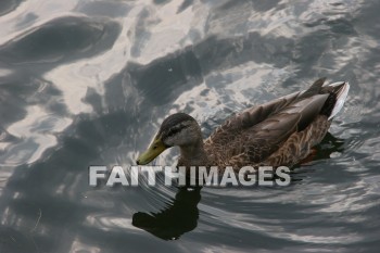 duck, wildfowl, animal, creation, nature, water, lake, swimming, ducks, animals, creations, natures, waters, lakes