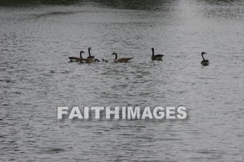 goose, wildfowl, animal, creation, nature, water, lake, swimming, geese, animals, creations, natures, waters, lakes