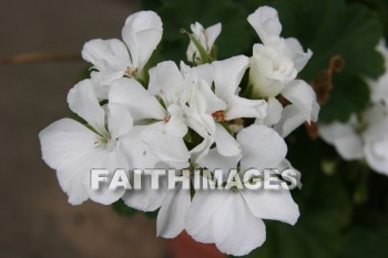 geranium, flower, white, creation, nature, Worship, background, Presentation, Geraniums, flowers, whites, creations, natures, presentations