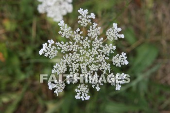 lace, queen, anne, wildflower, creation, nature, Worship, background, Presentation, laces, queens, wildflowers, creations, natures, presentations