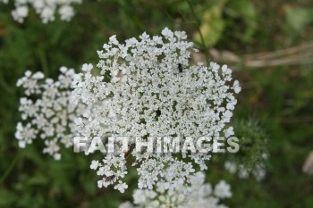 lace, queen, anne, wildflower, creation, nature, Worship, background, Presentation, laces, queens, wildflowers, creations, natures, presentations