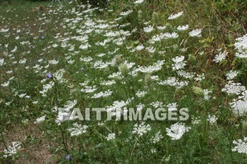 lace, queen, anne, wildflower, creation, nature, Worship, background, Presentation, laces, queens, wildflowers, creations, natures, presentations