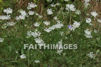 lace, queen, anne, wildflower, creation, nature, Worship, background, Presentation, laces, queens, wildflowers, creations, natures, presentations