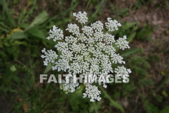 lace, queen, anne, wildflower, creation, nature, Worship, background, Presentation, laces, queens, wildflowers, creations, natures, presentations