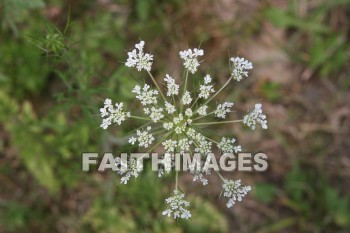 lace, queen, anne, wildflower, creation, nature, Worship, background, Presentation, laces, queens, wildflowers, creations, natures, presentations