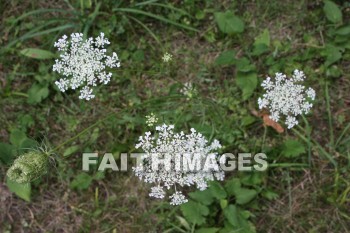 lace, queen, anne, wildflower, creation, nature, Worship, background, Presentation, laces, queens, wildflowers, creations, natures, presentations