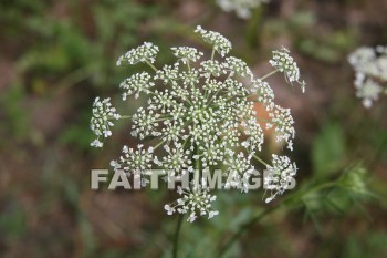 lace, queen, anne, wildflower, creation, nature, Worship, background, Presentation, laces, queens, wildflowers, creations, natures, presentations