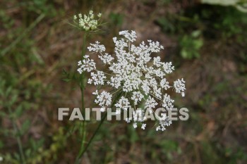 lace, queen, anne, wildflower, creation, nature, Worship, background, Presentation, laces, queens, wildflowers, creations, natures, presentations