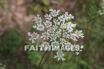 lace, queen, anne, wildflower, creation, nature, Worship, background, Presentation, laces, queens, wildflowers, creations, natures, presentations