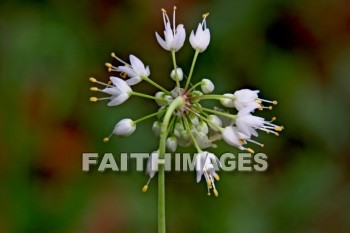 wildflower, wild, flower, creation, nature, Worship, background, Presentation, wildflowers, flowers, creations, natures, presentations