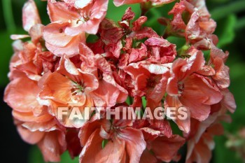 geranium, flower, red, creation, nature, Worship, background, Presentation, Geraniums, flowers, creations, natures, presentations