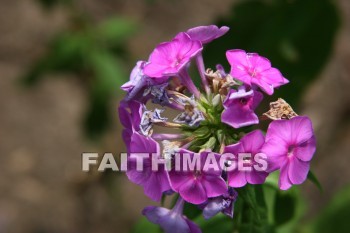 geranium, flower, purple, creation, nature, Worship, background, Presentation, Geraniums, flowers, purples, creations, natures, presentations