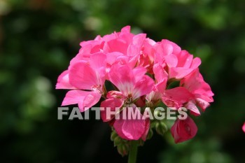 geranium, flower, pink, creation, nature, Worship, background, Presentation, Geraniums, flowers, pinks, creations, natures, presentations