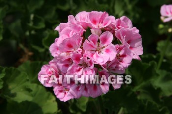 geranium, flower, pink, creation, nature, Worship, background, Presentation, Geraniums, flowers, pinks, creations, natures, presentations