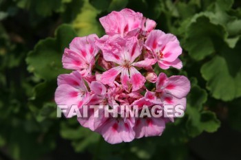 geranium, flower, pink, creation, nature, Worship, background, Presentation, Geraniums, flowers, pinks, creations, natures, presentations