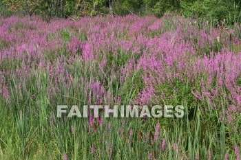 wildflower, wild, flower, creation, nature, Worship, background, Presentation, wildflowers, flowers, creations, natures, presentations