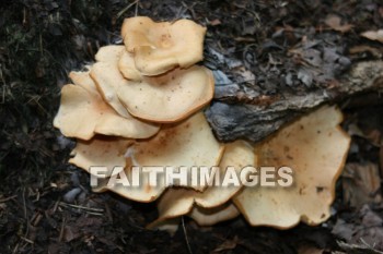 mushroom, sprout, creation, nature, Worship, background, Presentation, mushrooms, sprouts, creations, natures, presentations