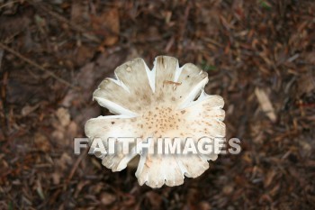 mushroom, creation, nature, Worship, background, Presentation, mushrooms, creations, natures, presentations