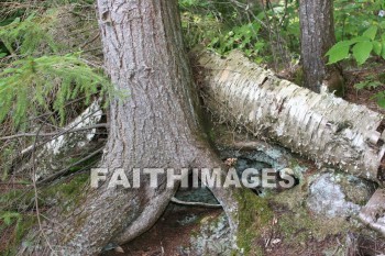 tree, log, root, wood, leaf, limb, forest, creation, nature, Worship, background, Presentation, trees, logs, roots, woods, leaves, limbs, forests, creations, natures, presentations