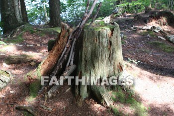 tree, log, root, wood, leaf, limb, forest, creation, nature, Worship, background, Presentation, trees, logs, roots, woods, leaves, limbs, forests, creations, natures, presentations