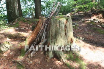 tree, log, root, wood, leaf, limb, forest, creation, nature, Worship, background, Presentation, trees, logs, roots, woods, leaves, limbs, forests, creations, natures, presentations