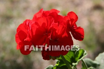 geranium, flower, red, creation, nature, Worship, background, Presentation, Geraniums, flowers, creations, natures, presentations