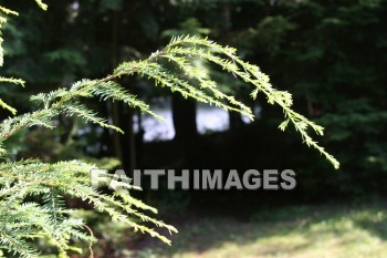 hemlock, tree, evergreen, creation, nature, Worship, background, Presentation, hemlocks, trees, evergreens, creations, natures, presentations