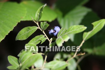 blueberry, berry, blue, food, fruit, creation, nature, Worship, background, Presentation, blueberries, Berries, foods, fruits, creations, natures, presentations