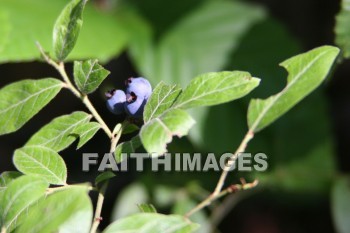 blueberry, berry, blue, food, fruit, creation, nature, Worship, background, Presentation, blueberries, Berries, foods, fruits, creations, natures, presentations