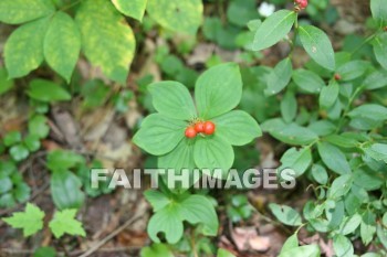 bunchberry, plant, creation, nature, Worship, background, Presentation, plants, creations, natures, presentations