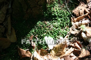 moss, creation, nature, Worship, background, Presentation, mosses, creations, natures, presentations