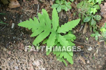 leaf, plant, wood, forest, creation, nature, Worship, background, Presentation, leaves, plants, woods, forests, creations, natures, presentations