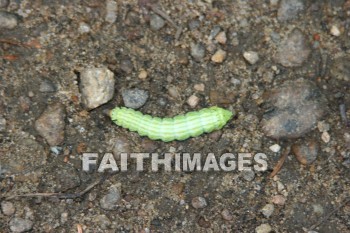 Worm, insect, creation, nature, Worship, background, Presentation, worms, insects, creations, natures, presentations