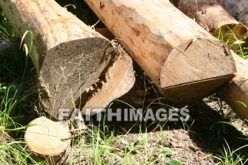 tree, log, root, wood, leaf, limb, forest, creation, nature, Worship, background, Presentation, trees, logs, roots, woods, leaves, limbs, forests, creations, natures, presentations