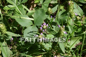 wildflower, wild, flower, creation, nature, Worship, background, Presentation, wildflowers, flowers, creations, natures, presentations