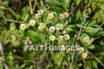 wildflower, wild, flower, creation, nature, Worship, background, Presentation, wildflowers, flowers, creations, natures, presentations