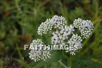 wildflower, wild, flower, creation, nature, Worship, background, Presentation, wildflowers, flowers, creations, natures, presentations