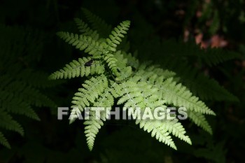 fern, plant, creation, nature, Worship, background, Presentation, ferns, plants, creations, natures, presentations