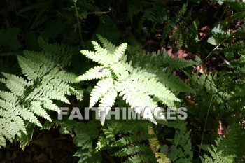 fern, plant, creation, nature, Worship, background, Presentation, ferns, plants, creations, natures, presentations