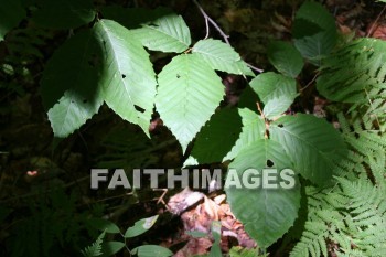 leaf, plant, branch, limb, creation, nature, Worship, background, Presentation, leaves, plants, branches, limbs, creations, natures, presentations