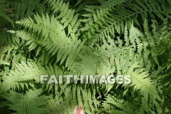 fern, plant, creation, nature, Worship, background, Presentation, ferns, plants, creations, natures, presentations