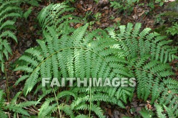 fern, plant, creation, nature, Worship, background, Presentation, ferns, plants, creations, natures, presentations