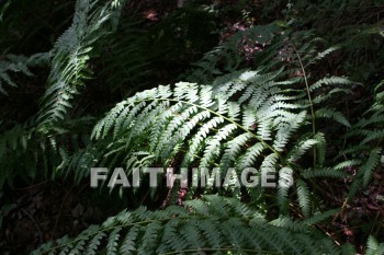 fern, plant, creation, nature, Worship, background, Presentation, ferns, plants, creations, natures, presentations