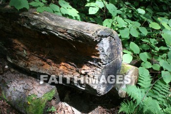 tree, log, root, wood, leaf, limb, forest, creation, nature, Worship, background, Presentation, trees, logs, roots, woods, leaves, limbs, forests, creations, natures, presentations