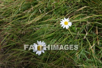 wildflower, wild, flower, creation, nature, Worship, background, Presentation, wildflowers, flowers, creations, natures, presentations