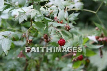 raspberry, wild, creation, nature, Worship, background, Presentation, raspberries, creations, natures, presentations